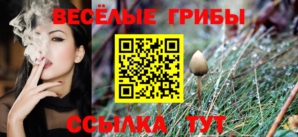 Псилоцибиновые грибы мицелий Павлово